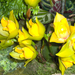 sárga orhidea