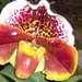 2011. orhidea