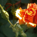 Láng-rózsa