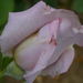 lila rózsám