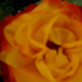 naracspiros szélü sárga rózsa