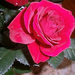 mini-rózsa