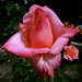 A rózsát a hölgy indás-társaimnak küldöm szeretettel!!!