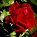 a szerelem rózsája