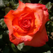 Narancs-piros rózsám