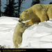 polar-bear-coaxing-baby