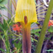 Arisaema concinnum1