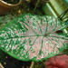 caladium x5