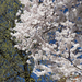 david-evans-springtime-budding-and-flowering-trees-against-blue-