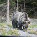 Album - Medvek es grizzly az ut mellett
