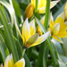sárga, csíkos tulipánok