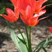 négyfejű tulipán