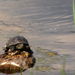 napozó mocsári teknős