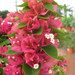 BOUGAINVILLEA MINI THAI 50-60CM 20L 03