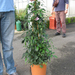 PANDOREA JASMINOIDES PIRAMIDE 75CM 4L