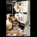 doggie-dialysis-554808-sw (Medium)