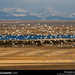 freezeout-lake-snow-geese-670438-sw (Medium)