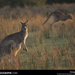 grassland-kangaroos-76934-sw (Medium)