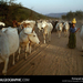 india-cattle-drive-512840-sw (Medium)