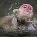 japanese-macaque-swimming-080409-sw (Medium)