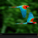 pair-macaws-sartore-643975-sw (Medium)