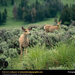 yellowstone-mule-deer-513318-sw (Medium)