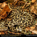 burmese-pythons-mating (Medium)