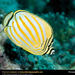 butterflyfish (Medium)