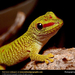 madagascar-gecko (Medium)