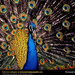 peacock (Medium)