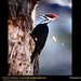 pileated-woodpecker (Medium)