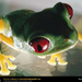 red-eyed-tree-frog (Medium)