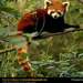 red-panda-in-tree (Medium)