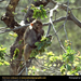 rhesus-monkey-in-tree-eating (Medium)