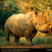 rhino-no-species (Medium)