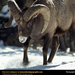 rocky-mountain-bighorn-sheep (Medium)