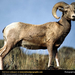 rocky-mountain-sheep-portrait (Medium)