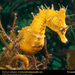 seahorse (Medium)