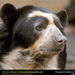 spectacled-bear (Medium)