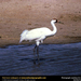 whooping-crane (Medium)