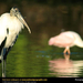 wood-stork-in-water (Medium)