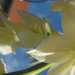 Yucca  Jukka virág