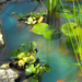 Aranyhalak tavirózsa vizinövények kerti tó