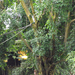 Randers esőerdő Randers regnskov