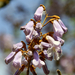 Lilac 130504