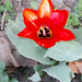 tuliipán