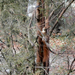 mókus fára mászik