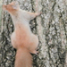 mókus mászik 2