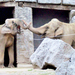 elefántok jó