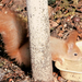 mókus szomjas